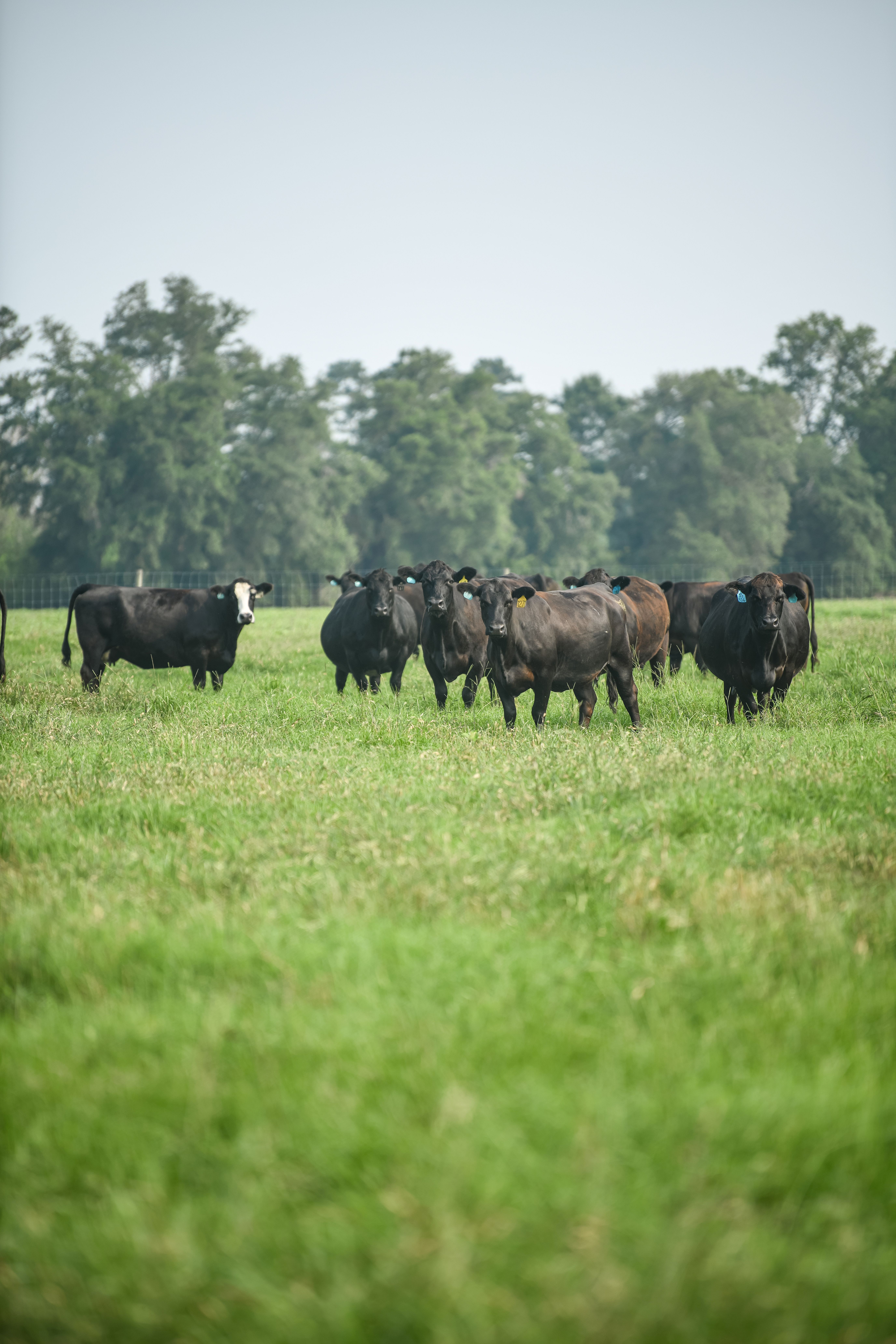 Cows in a field
